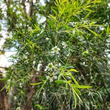 Image result for Leptospermum petersonii