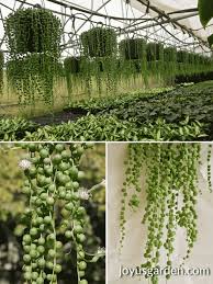 Bearing the characteristics of a succulent, string of pearls (senecio rowleyanus) is an indoor plant that is highly tolerant to drought. 10 Reasons Why Your String Of Pearls Isn T Growing Indoors