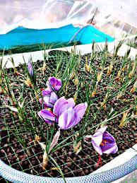 1 Weekend Workshop Farming The Saffron Crocus In Aquaponics Aquaponics Aquaponics System Aquaponics Greenhouse