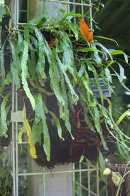 Image result for Lepisorus schraderi