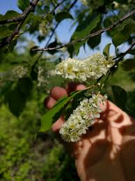 Image result for Prunus serotina