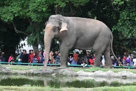 Mendirikan konservasi atau penangkaran untuk melindungi hewan yang terancam punah seperti kebun binatang. 200 Ayat Alquran Tegaskan Mengapa Hewan Layak Dilindungi Republika Online