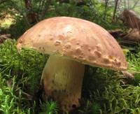 Image result for Boletus speciosus