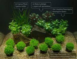Carilah tanaman yang berlabel echinoderms, lilaeopsis, anarchies, atau anubis. Pemilihan Tanaman Air Aquascape Zona Ik N