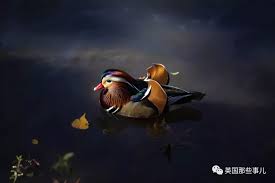 最近 紐約人民被一隻 神仙鴨 的顏值驚呆了 ptt新聞 bronze animals bird