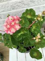Pelargonium 'appleblossom rosebud' is a zonal pelargonium with bicoloured, white and red double flowers. Happy Appleblossom Rosebud Geraniums Pelargonium Rose Buds