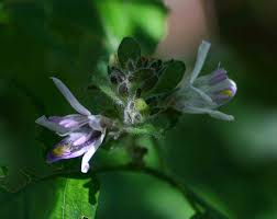 Image result for Mellera lobulata