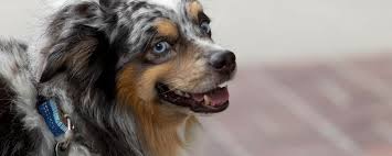 Maybe you would like to learn more about one of these? Meet The Ovrs Vets In Mi Oakland Veterinary Referral Services