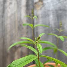 Several weeks ago, thanks to the generosity of friend with a bountiful herb garden, i found myself in the possession of a wealth of lemon verbena. Images Of Lemon Verbena Alousia Trifolia Growing Lemon Verbena Plants General Planting Growing Tips Growing Lemon Verbena Includes A Detailed Plant Profile For This Perennial Herb Cold Hardiness And Tips