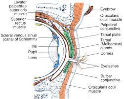 Parts Of The Eye Parts Of The Eye Eye Health Eyes