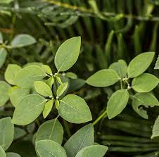 Image result for Euphorbia graminea