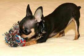 russian toy fun comes in small packages animalsbay dog breeds russian toys dog list