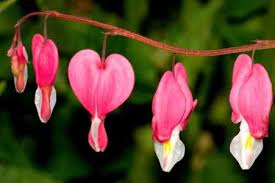 This beautiful, small flower is native to tropical regions around the world. Unusual Cool And Unique Plants With Weird Flowers With Pictures