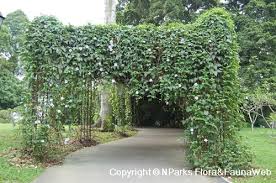 Image result for Thunbergia graminifolia