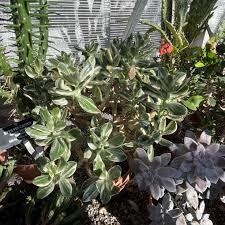 Image result for Crassula vaginata
