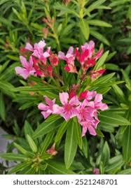 Image result for Apocynaceae subfamilies Apocynoideae and Rauvolfioideae