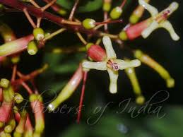 Image result for Helixanthera