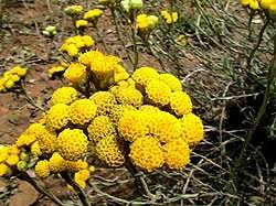 Image result for Helichrysum kraussii