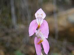 Image result for Disa ochrostachya