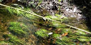 Image result for Isoetes alstonii