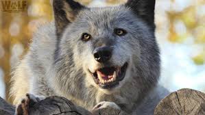 Greatbigcanvas.com has been visited by 100k+ users in the past month Wolf With The Cutest Smile Wolf Conservation Center