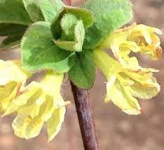 Image result for Lonicera confusa