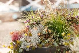 Lassen sie doch dieses jahr bei der herbstbepflanzung für balkon und terrasse einmal schönen blattkünstlern und dezenten blühern den viele pflanzen aus dem herbstsortiment sind stauden und kräuter, also dauergäste! Herbstpflanzen Pflanzenklick