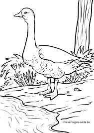12 free pages of your favorite character. Coloring Page Goose Geese Birds Free Coloring Pages