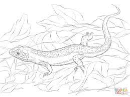 sand lizard coloring page supercoloring com pages farm animal coloriage printanier