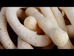 Biscoito De Polvilho Assado Fácil E Rápido Como Fazer Biscoito De Polvilho Assado Facil E Rapido Youtube Em 2020 Biscoito De Polvilho Assado Biscoito De Polvilho Polvilho