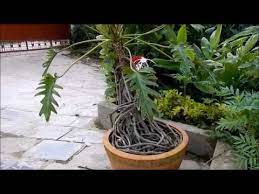 Bonsai Garden In Kathmandu Nepal Youtube