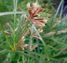 Image result for Cyperus longus