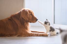 Cats Outnumber Dogs As Pets In Japan For Second Straight Year The Japan Times