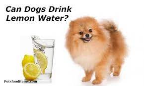 Can Dogs Drink Lemon Water Pets Food Items