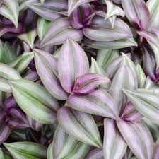 We did not find results for: Ephemere De Virginie Misere Plante Interieur Juif Errant Plante