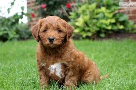 Feel free to browse hundreds of active classified puppy for sale listings, from dog breeders in pa and the surrounding areas. Pin On Doodles