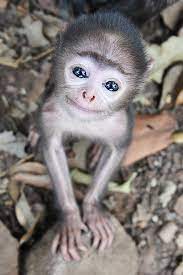 I Give You Monkey Cute Baby Monkey Cute Animals Animals