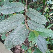 Image result for Antiaris