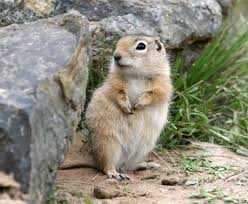 Image result for squirrel