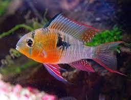 Stocking your tank with a colony ensures a happier life for these fish, especially when breeding them. Nationwide Fish 3 Bolivian Ram Cichlid Live Freshwater Click On The Image For Additional Details This Is An Affiliate Link Fishtanksideas Ciclideos