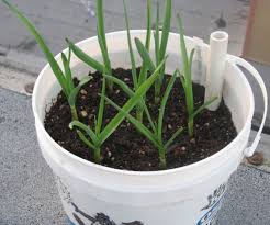 Check spelling or type a new query. How To Grow Garlic A Step By Step Guide Dengarden