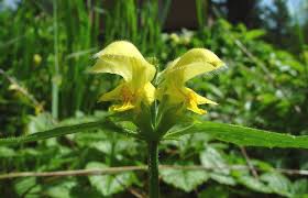 Image result for Lamium galeobdolon