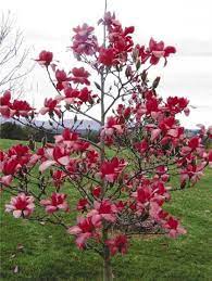 When young, its form is erect and open branched; Magnolia Vulcan 40 50cm Magnolia Vulcan Evelok Ar 5000 00 Ft Red Magnolia Magnolia Trees Flowering Trees