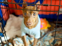 Our our december frisbee training with charity ayra aranel (20 months old). How To Train Your Dog To Get In A Crate