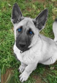 Black And Silver German Shepherd Puppies For Sale Near Me White German Shepherd Puppies With Blue Eyes For Sale Zoe Fans Blog Puppies With Blue Eyes Shepherd Puppies Puppies