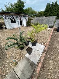 Image result for Monadenium spinulosum