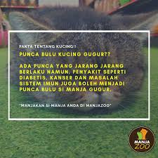 Eclampsia ini bisa menyebabkan bayi bayi dalam kandungan induk kucing gugur sebelum dilahirkan. Manjazoo Petcare Saturday Sharing Perkongsian Tentang Punca Kucing Bulu Gugur Punca Ini Jarang Jarang Berlaku Namun Boleh Juga Menjadi Punca Bulu Kucing Gugur Penyakit Seperti Diabetis Kanser Dan Masalah Sistem Imun