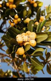 Image result for Manilkara obovata