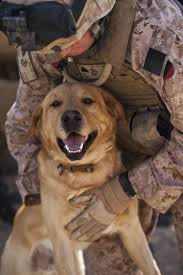Dogs In The Army Read First Post Page 82 Military Dogs Military Working Dogs Military Service Dogs