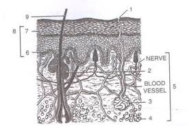 Learn about the skin's function and conditions the skin protects us from microbes and the elements, helps regulate body temperature, and permits the sensations of touch, heat, and cold. Chapter 13 Skin The Jack Of All Trades Concise Selina Biology Part I Solutions For Class 9 Biology Icse Topperlearning